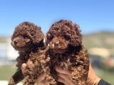 Petmode Köpek Çifrtliğinde Ziyarete Açık Toy Poodle Yavrular
