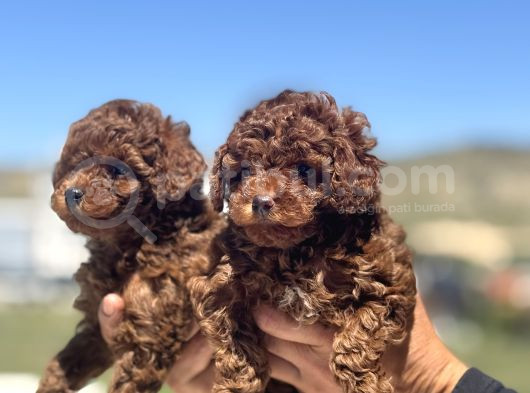Petmode Köpek Çifrtliğinde Ziyarete Açık Toy Poodle Yavrular görsel