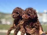 Petmode Köpek Çifrtliğinde Ziyarete Açık Toy Poodle Yavrular