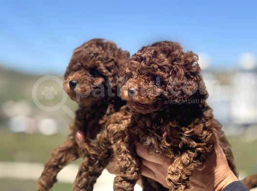 Petmode Köpek Çifrtliğinde Ziyarete Açık Toy Poodle Yavrular görsel