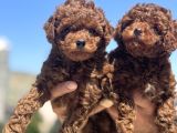 Petmode Köpek Çifrtliğinde ziyarete açık toy poodle yavrular