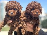 Petmode Köpek Çifrtliğinde Ziyarete Açık Toy Poodle Yavrular