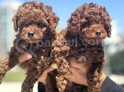 Petmode Köpek Çifrtliğinde Ziyarete Açık Toy Poodle Yavrular görsel