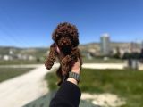 Petmode Köpek Çifrtliğinden Tea Cup Kore Poodle