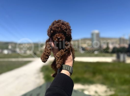 Petmode Köpek Çifrtliğinden Tea Cup Kore Poodle