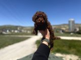 Petmode Köpek Çifrtliğinden Tea Cup Kore Poodle