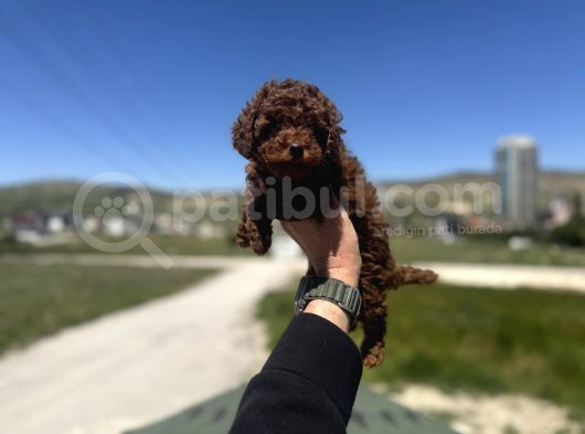 Petmode Köpek Çifrtliğinden Tea Cup Kore Poodle görsel
