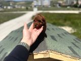 Petmode Köpek Çifrtliğinden Tea Cup Kore Poodle