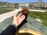 Petmode Köpek Çifrtliğinden Tea Cup Kore Poodle