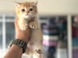 Show Kalite Ny12 Golden British Shorthair Yavrular