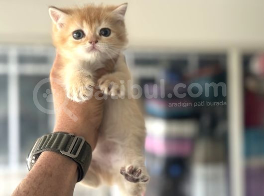 Show Kalite Ny12 Golden British Shorthair Yavrular görsel
