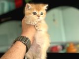 Show Kalite Ny12 Golden British Shorthair Yavrular