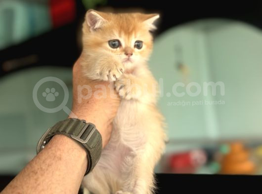 Show Kalite Ny12 Golden British Shorthair Yavrular görsel