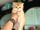 Show Kalite Ny12 Golden British Shorthair Yavrular