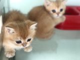 Show Kalite Ny12 Golden British Shorthair Yavrular