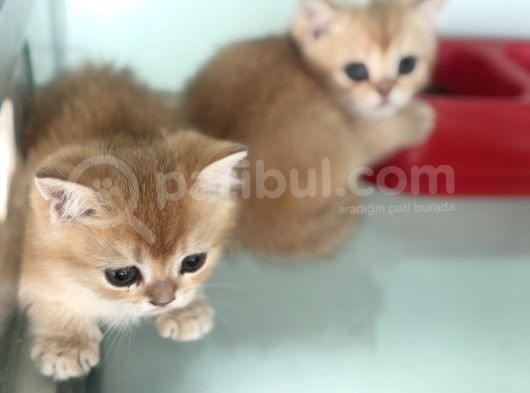 Show Kalite Ny12 Golden British Shorthair Yavrular görsel