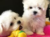 Petmode Köpek Çifrtliğinden Maltese Terrier Yavruları