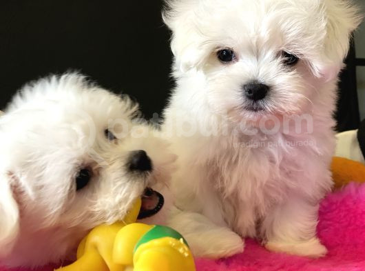 Petmode Köpek Çifrtliğinden Maltese Terrier Yavruları görsel