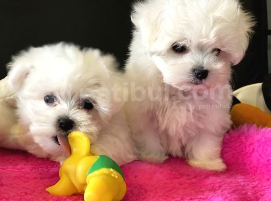 Petmode Köpek Çifrtliğinden Maltese Terrier Yavruları görsel