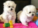 Petmode Köpek Çifrtliğinden Maltese Terrier Yavruları