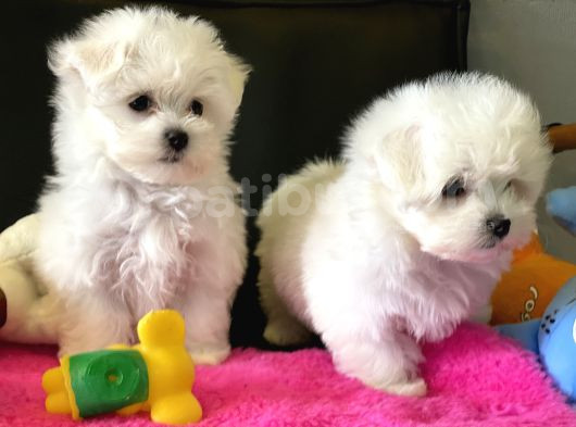 Petmode Köpek Çifrtliğinden Maltese Terrier Yavruları görsel