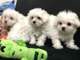 Petmode Köpek Çifrtliğinden Maltese Terrier Yavruları