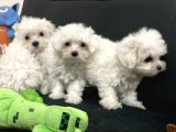 Petmode Köpek Çifrtliğinden Maltese Terrier Yavruları