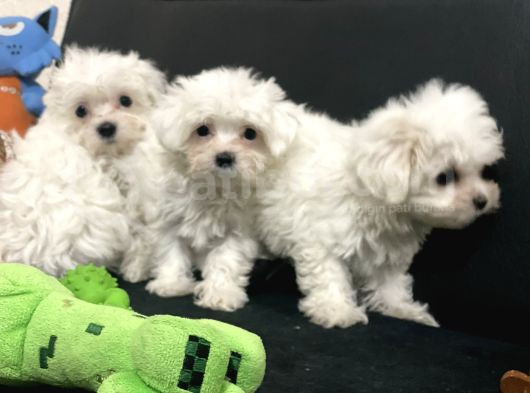 Petmode Köpek Çifrtliğinden Maltese Terrier Yavruları görsel