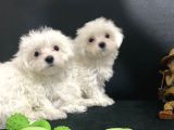 Petmode Köpek Çifrtliğinden Maltese Terrier Yavruları