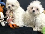 Petmode Köpek Çifrtliğinden Maltese Terrier Yavruları