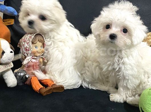 Petmode Köpek Çifrtliğinden Maltese Terrier Yavruları görsel