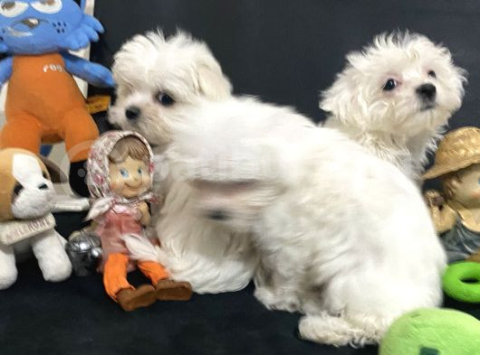 Petmode Köpek Çifrtliğinden Maltese Terrier Yavruları görsel
