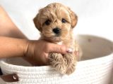 Bu güzellikler kaçmaz Maltipoo yavrular 