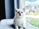 British Shorthair Blue Point A Kalite Bebekler