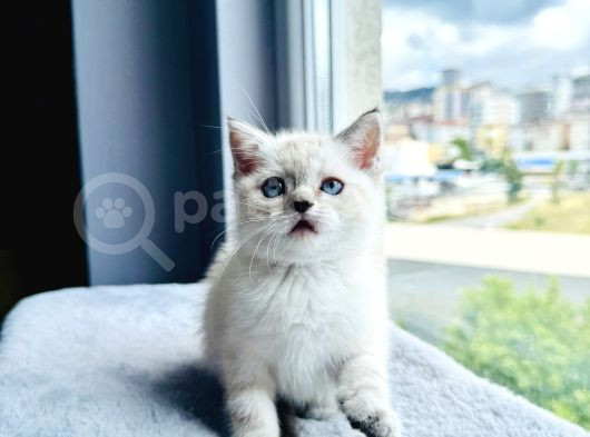 British Shorthair Blue Point A Kalite Bebekler görsel