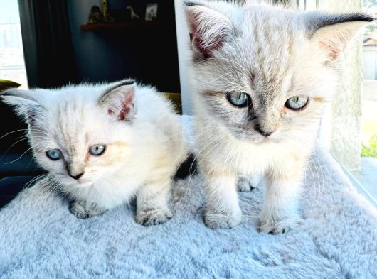 British Shorthair Blue Point A Kalite Bebekler görsel