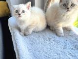 British shorthair Blue Point A kalite Bebekler