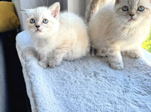 British Shorthair Blue Point A Kalite Bebekler
