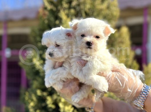 Maltese Terri̇er Yavru görsel