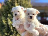 MALTESE TERRİER YAVRU