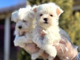 Maltese Terri̇er Yavru