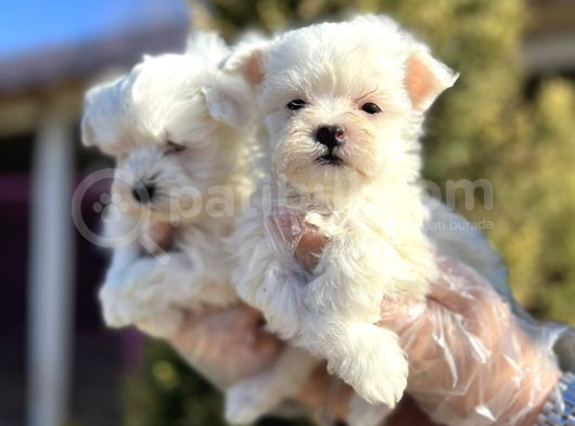 Maltese Terri̇er Yavru görsel
