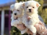 Maltese Terri̇er Yavru