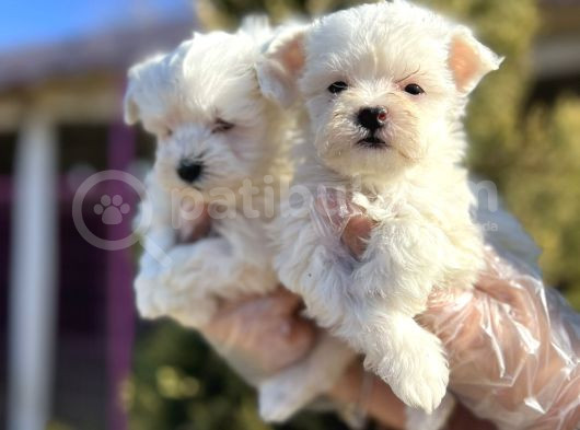 Maltese Terri̇er Yavru görsel