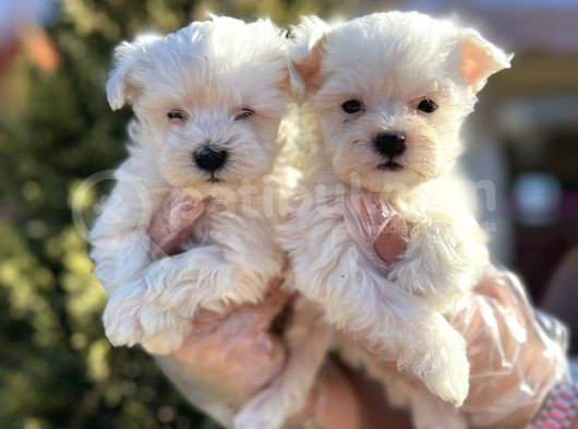 Maltese Terri̇er Yavru görsel