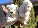 Maltese Terri̇er Yavru
