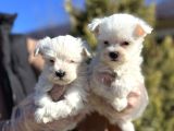 Maltese Terri̇er Yavru