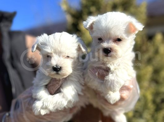 Maltese Terri̇er Yavru görsel