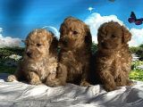 Show Kalite Maltipoo Yavrular