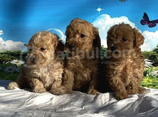 Show Kalite Maltipoo Yavrular